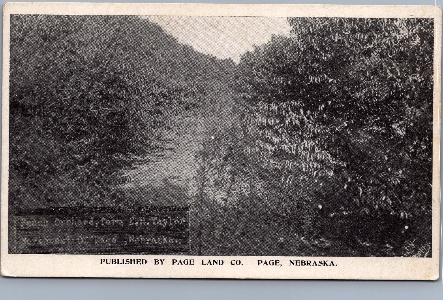 RPPC Peach Orchard F.H. Taylor Farm Page Nebraska Real Photo Postcard c1910