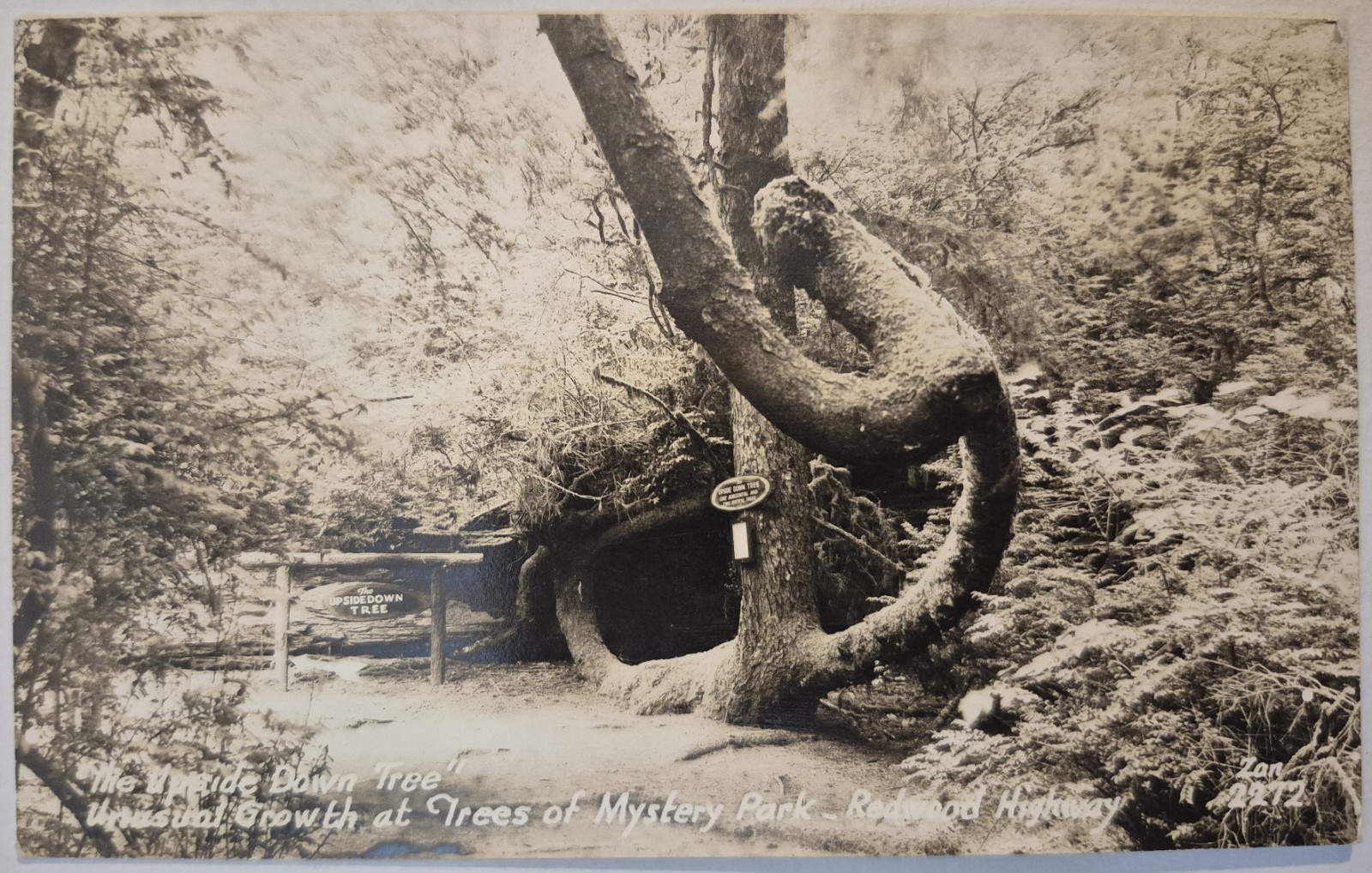 Vintage Postcard RPPC Upside Down Tree Redwood Highway CA Zan Photo AA115 Vintage Postcard RPPC Upside Down Tree Redwood Highway CA Zan Photo AA115