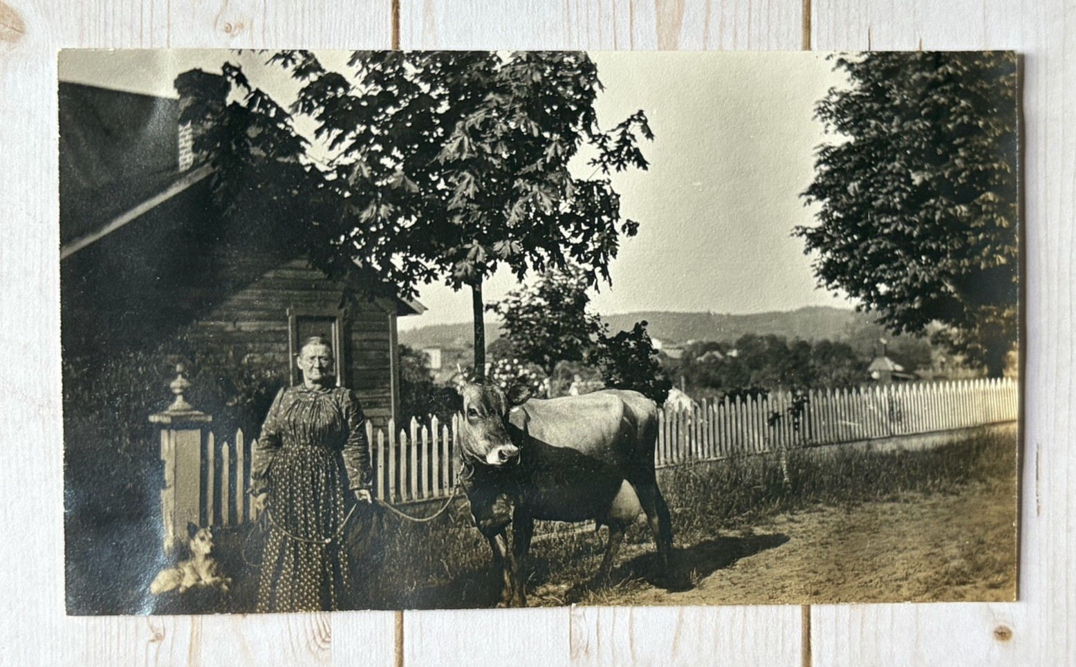Antique Snapshot Photo Older Woman Posing With Cow & Dog White Picket Fence