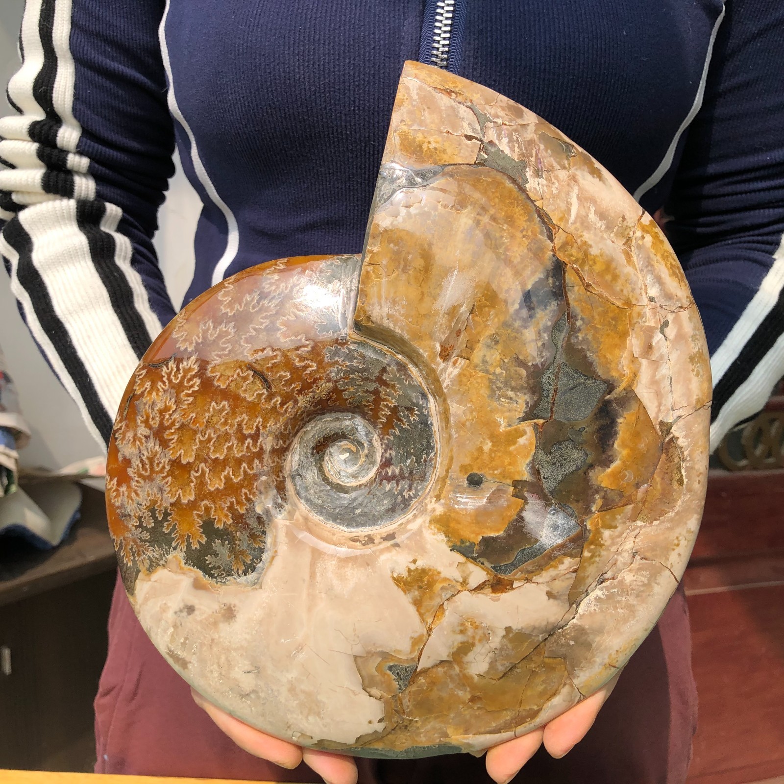 5.9LB Natural Beautiful Ammonite Fossil Conch Crystal Specimen Healing 5.9LB Natural Beautiful Ammonite Fossil Conch Crystal Specimen Healing