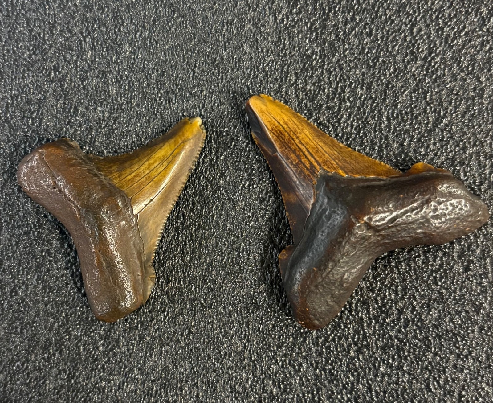 megalodon teeth These are perfect. Get both for one low price megalodon teeth These are perfect. Get both for one low price