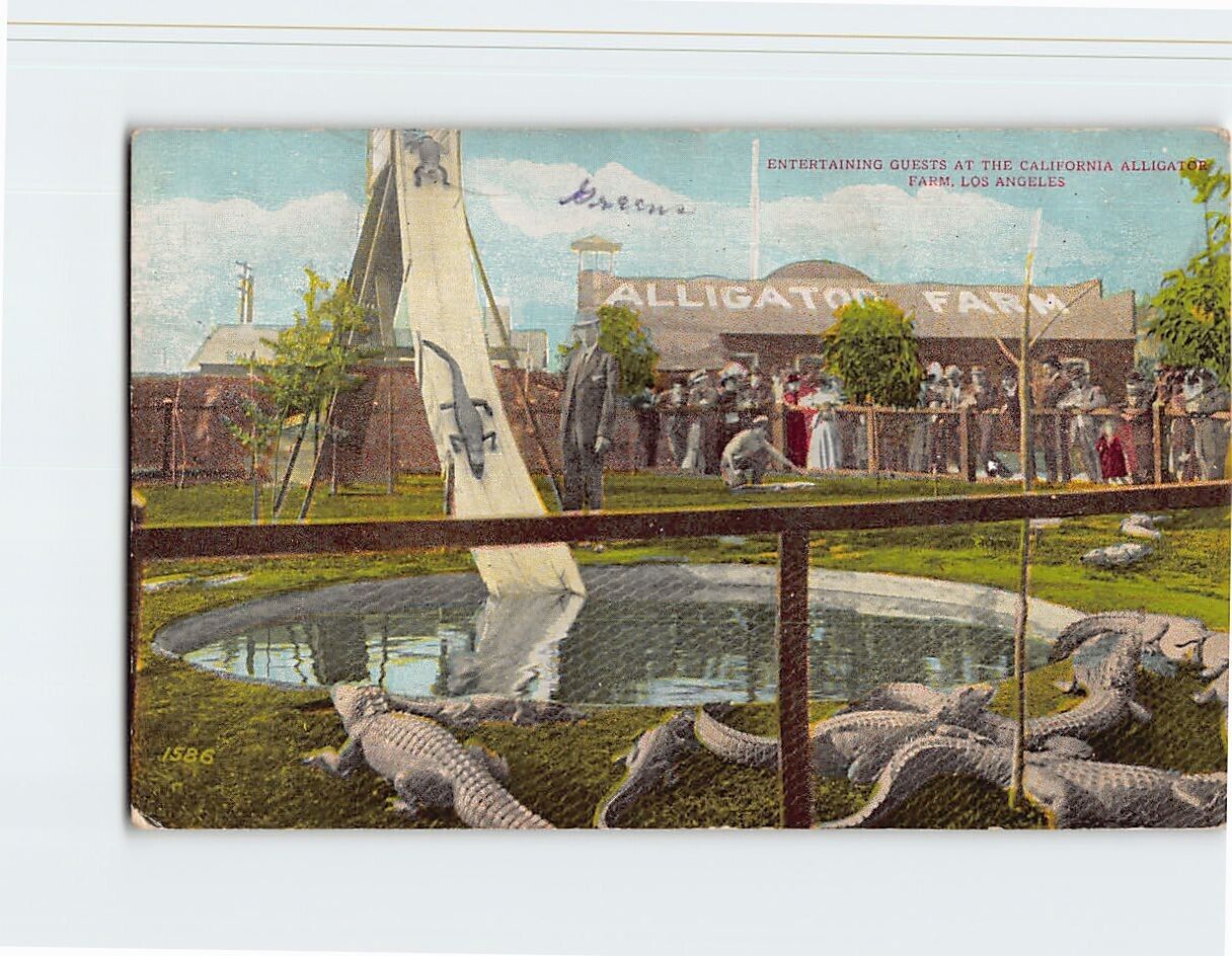 Postcard Entertaining Guests at California Alligator Farm Los Angeles California