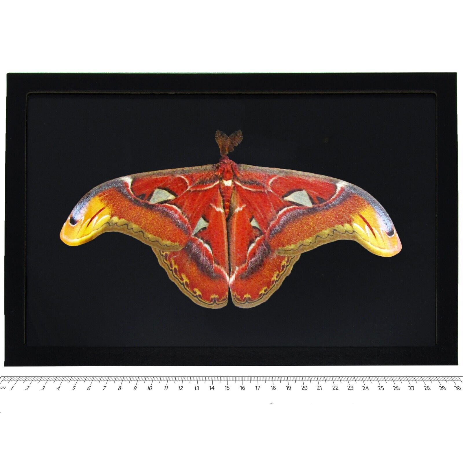 Attacus atlas male RESTING POSE BLACK BACKGROUND mimic moth Indonesia