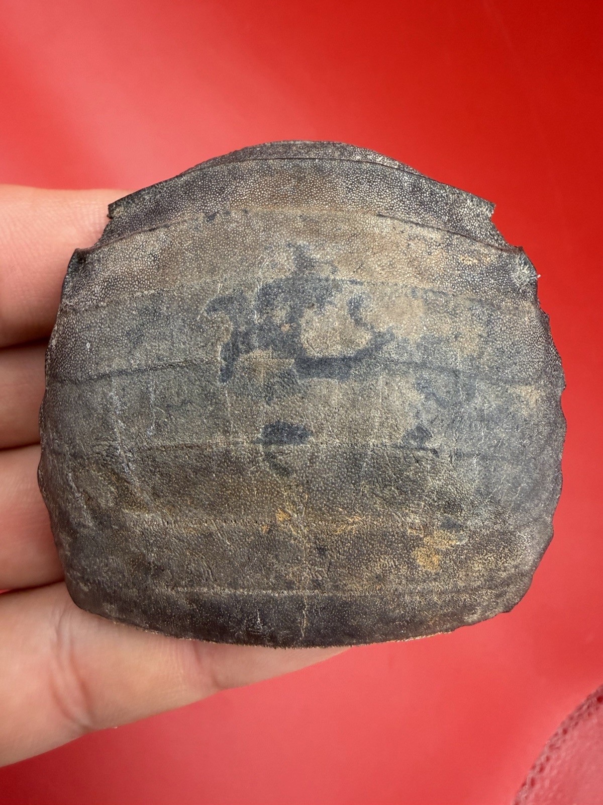 HIGHEST QUALITY STINGRAY MOUTHPLATE FOSSIL 100% COMPLETE MYLIOBATIS S. CAROLINA HIGHEST QUALITY STINGRAY MOUTHPLATE FOSSIL 100% COMPLETE MYLIOBATIS S. CAROLINA