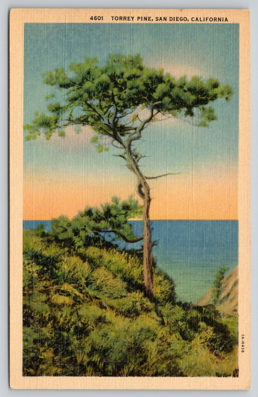 Postcard CA San Diego Torrey Pine Linen UNP A3