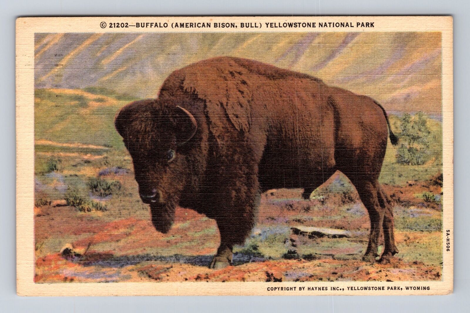 Yellowstone National Park, Buffalo, Series #21202 Vintage c1949 Postcard