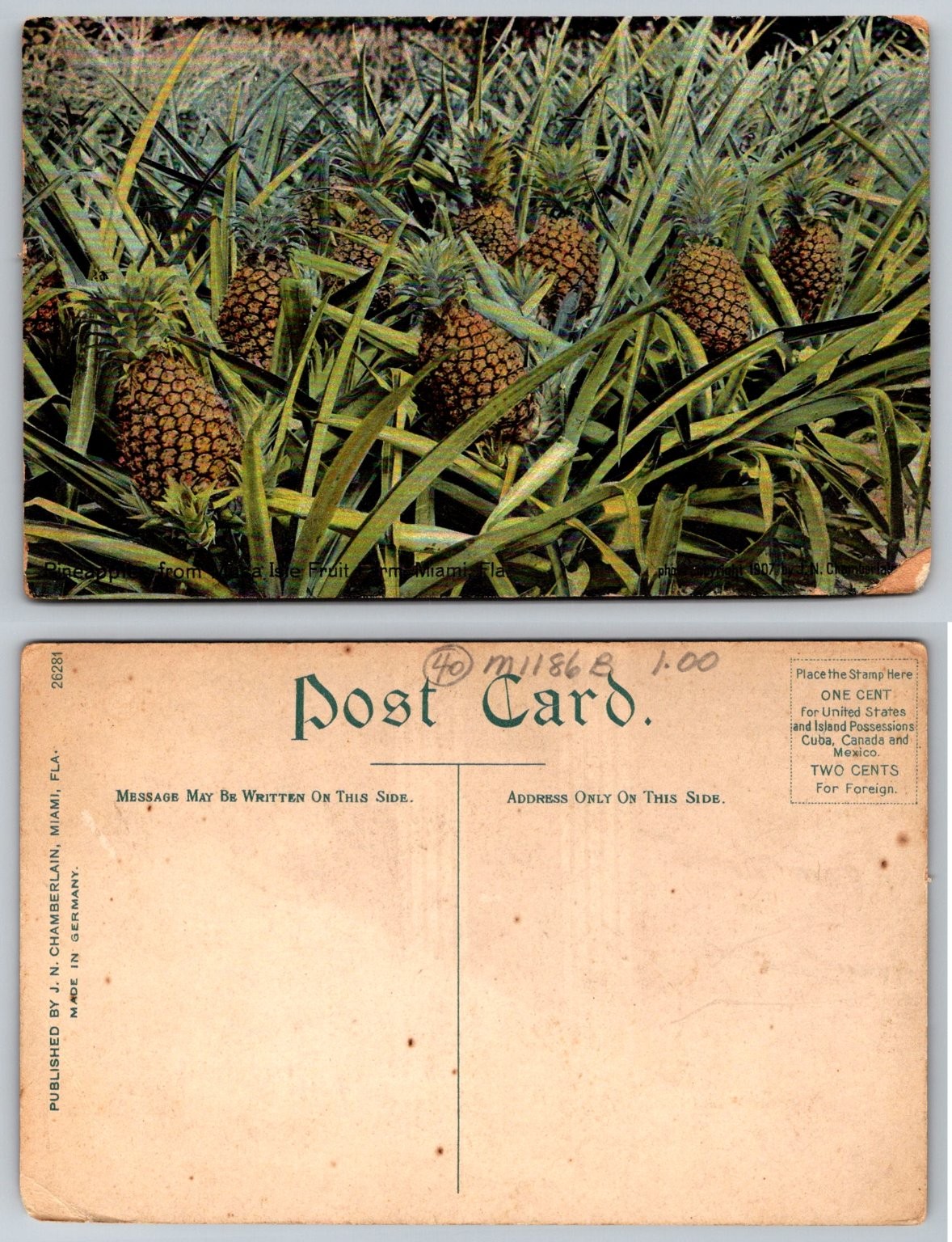 Vintage 1907 Miami FL Pineapple Isle Fruit Farm Postcard J.N. Chamberlain Vintage 1907 Miami FL Pineapple Isle Fruit Farm Postcard J.N. Chamberlain