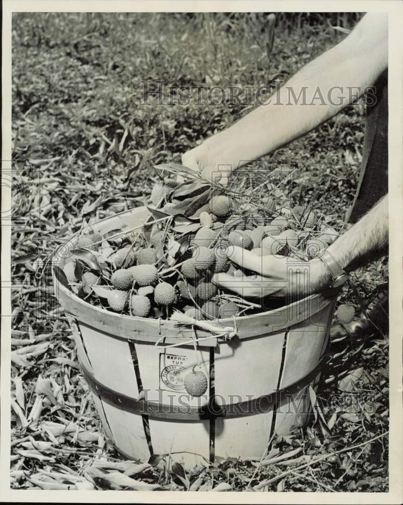 1963 Press Photo Lychee Fruit in Basket - lrb05103