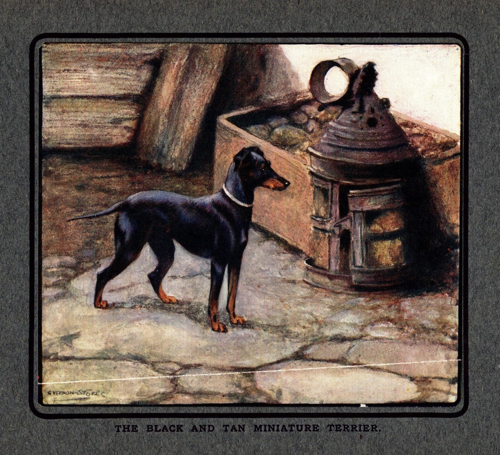 c1920 Antique Black and Tan Miniature Terrier Print English Toy Terrier 5009b