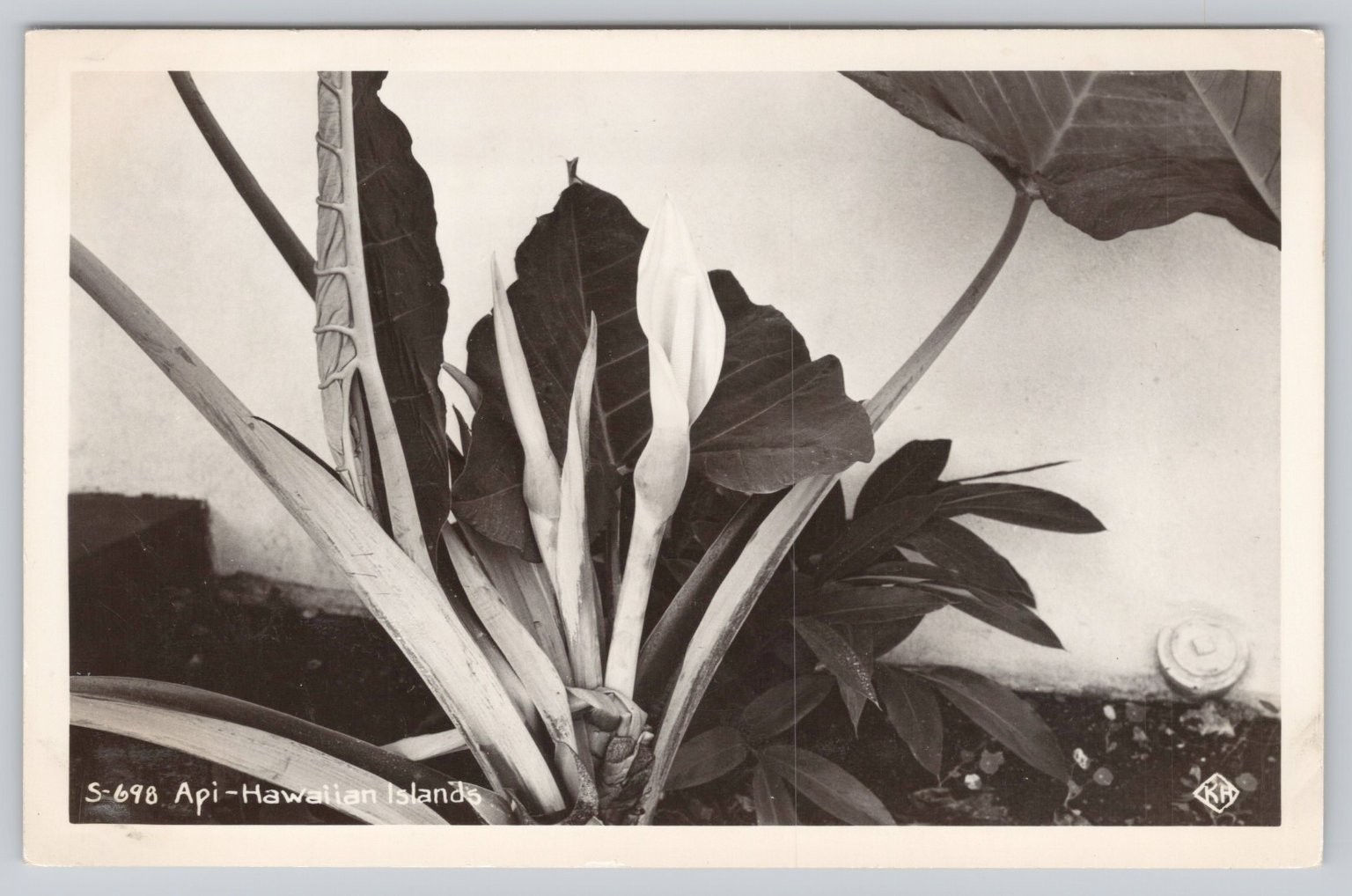 Vintage Real Photo Postcard Api Taro Plant Flowers Hawaiian Islands RPPC Vintage Real Photo Postcard Api Taro Plant Flowers Hawaiian Islands RPPC