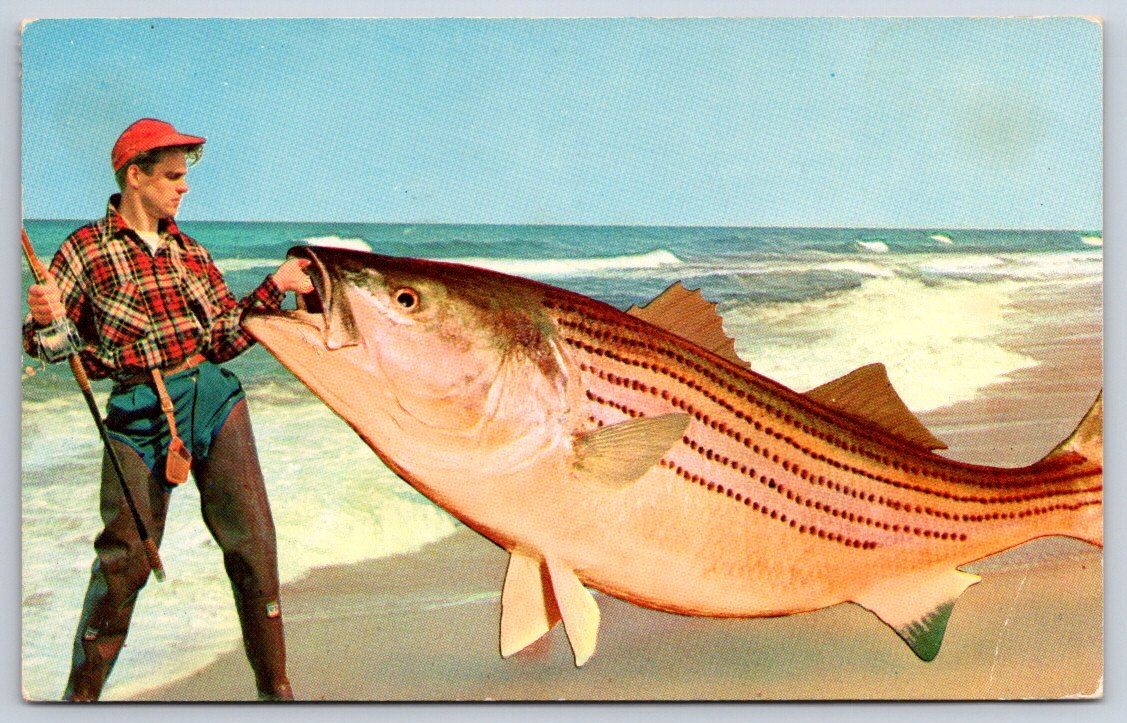 Fisherman with giant exaggerated striped bass tall tale art 1960 Fisherman with giant exaggerated striped bass tall tale art 1960