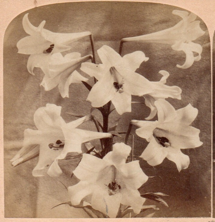 1895 Consider the Lilies.  Underwood  Stereoview Photo