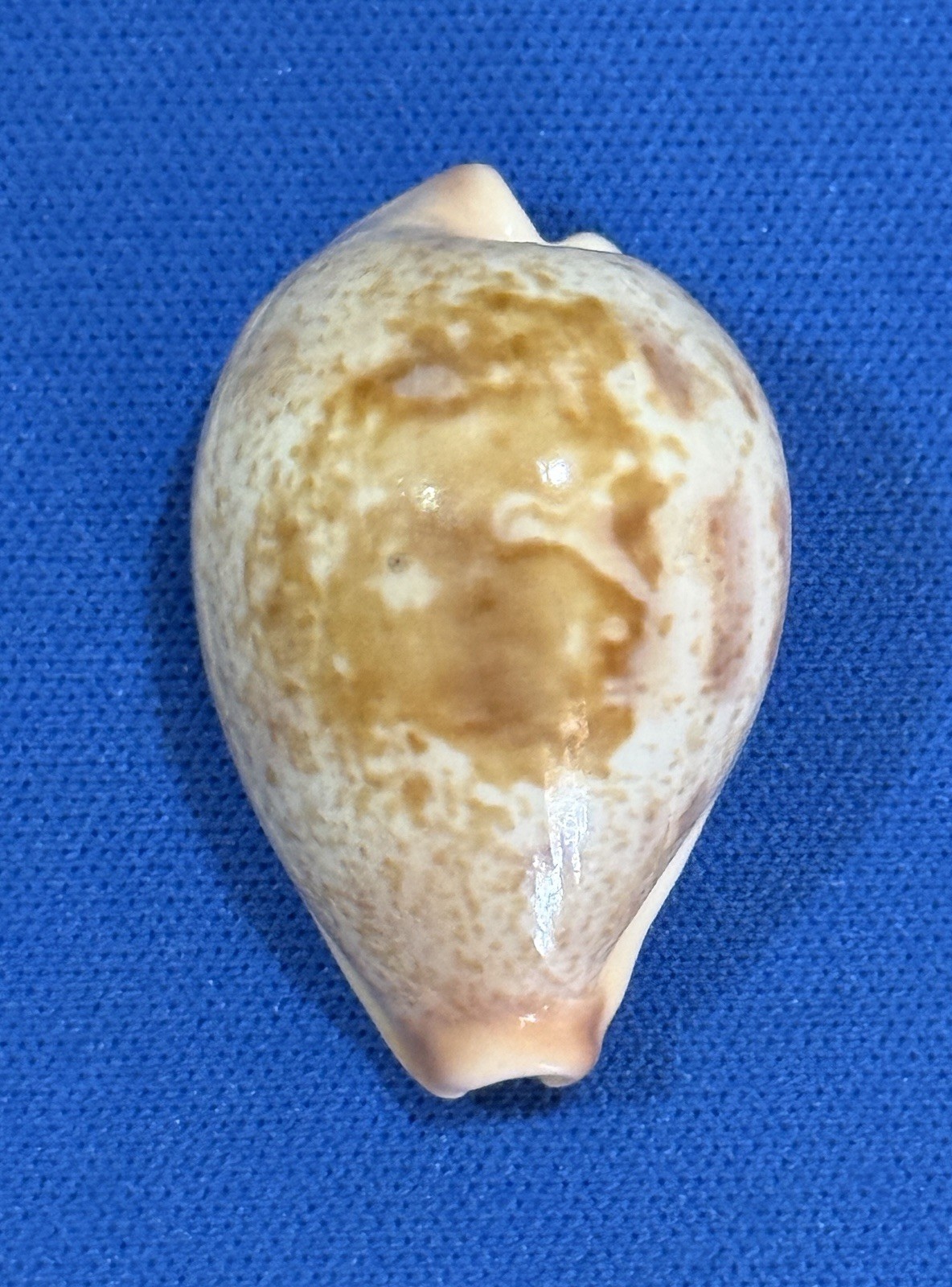 Cypraea Subviridis Vaticina 34.7mm Rare Cypraea Subviridis Vaticina 34.7mm Rare