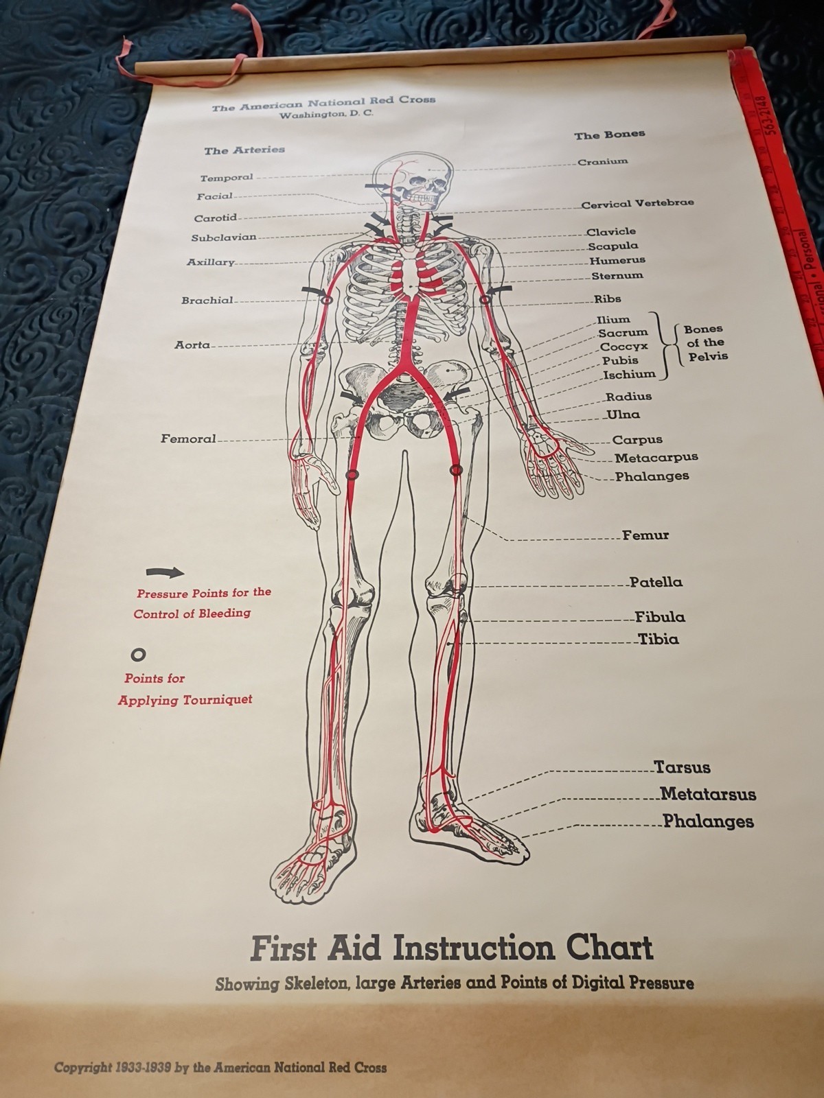 1933 American Red Cross First Aid Instruction Chart Poster 35 by 22 Inches 1933 American Red Cross First Aid Instruction Chart Poster 35 by 22 Inches