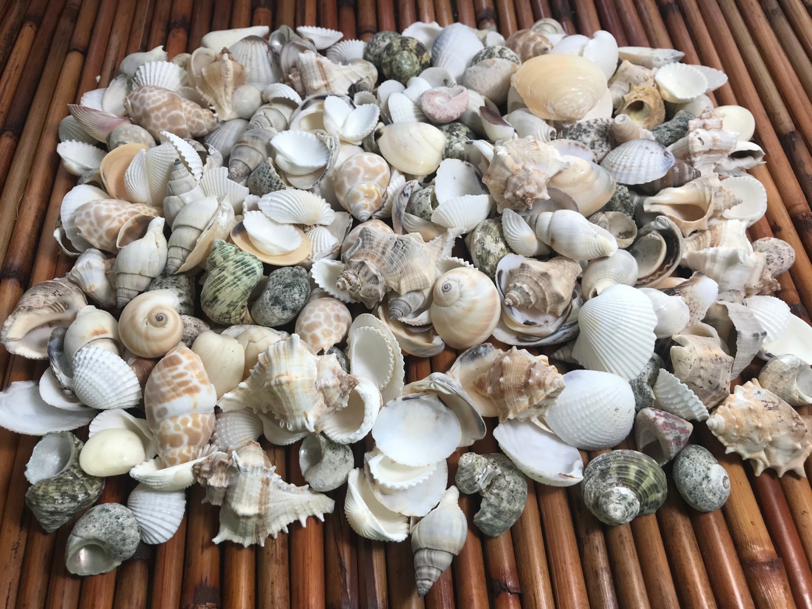 Medium Mixed Seashells, Assorted Craft Shells Mix 1-2 Medium Mixed Seashells, Assorted Craft Shells Mix 1-2