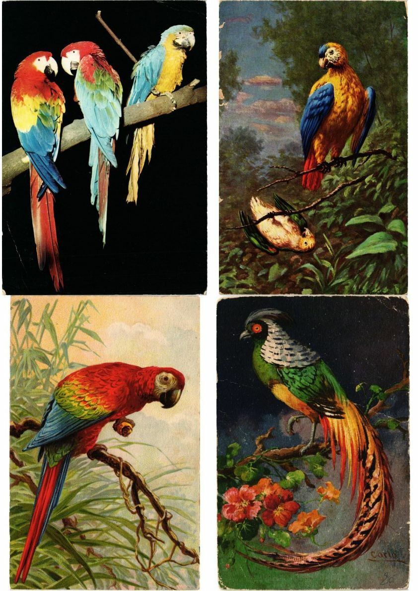 PARROTS POPINJAY BIRDS 55 Vintage Postcards Mostly Pre-1960 (L2859)