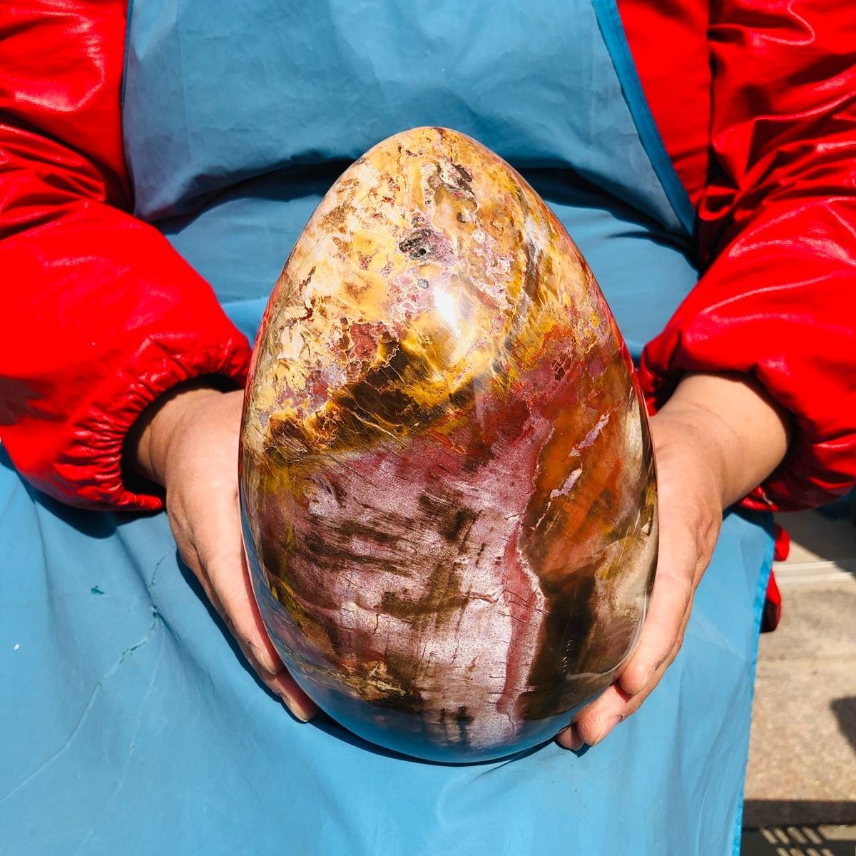 10.49LB Natural Petrified Wood Fossil Egg Crystal Mineral Healing
