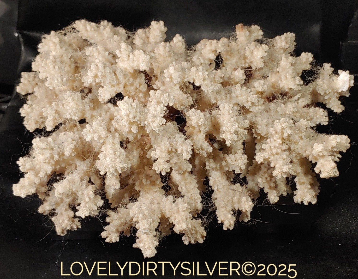 Large Natural Genuine Brownstem Coral Home Decor Aquarium 9.5\