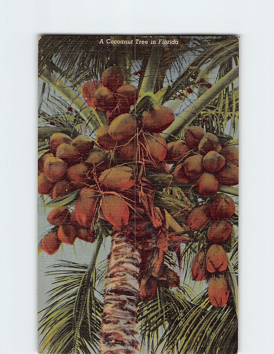 Coconut Tree in Florida USA T-351286 Coconut Tree in Florida USA T-351286
