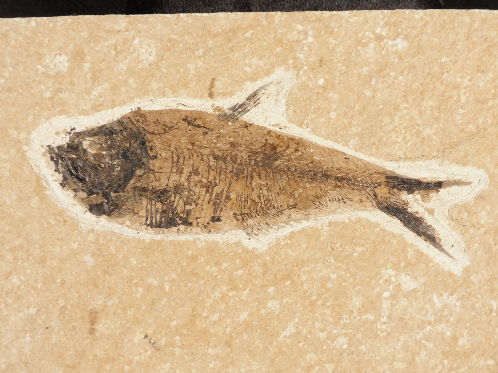 NICE and Natural Knightia FISH Fossil on Matrix Wyoming 488gr NICE and Natural Knightia FISH Fossil on Matrix Wyoming 488gr
