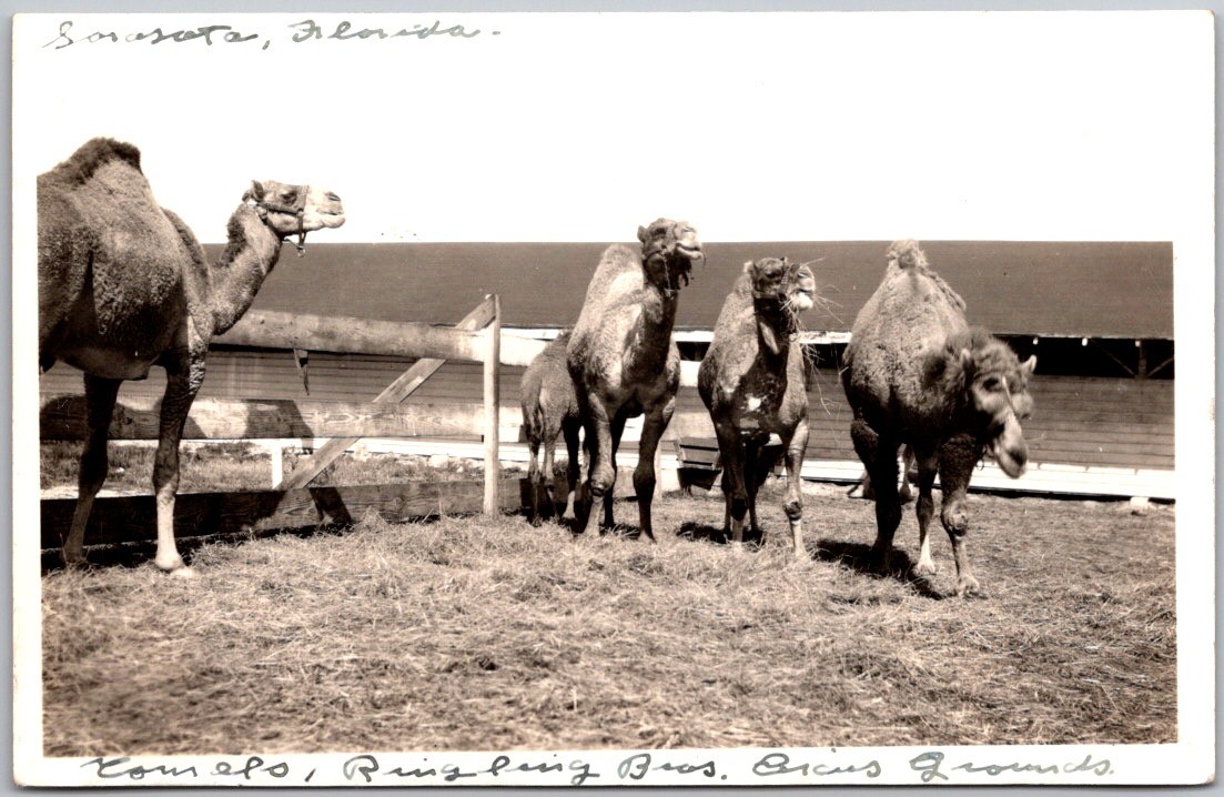 Vintage c1930's Postcard RPPC Sarasota Florida Ringling Brothers Circus Camels
