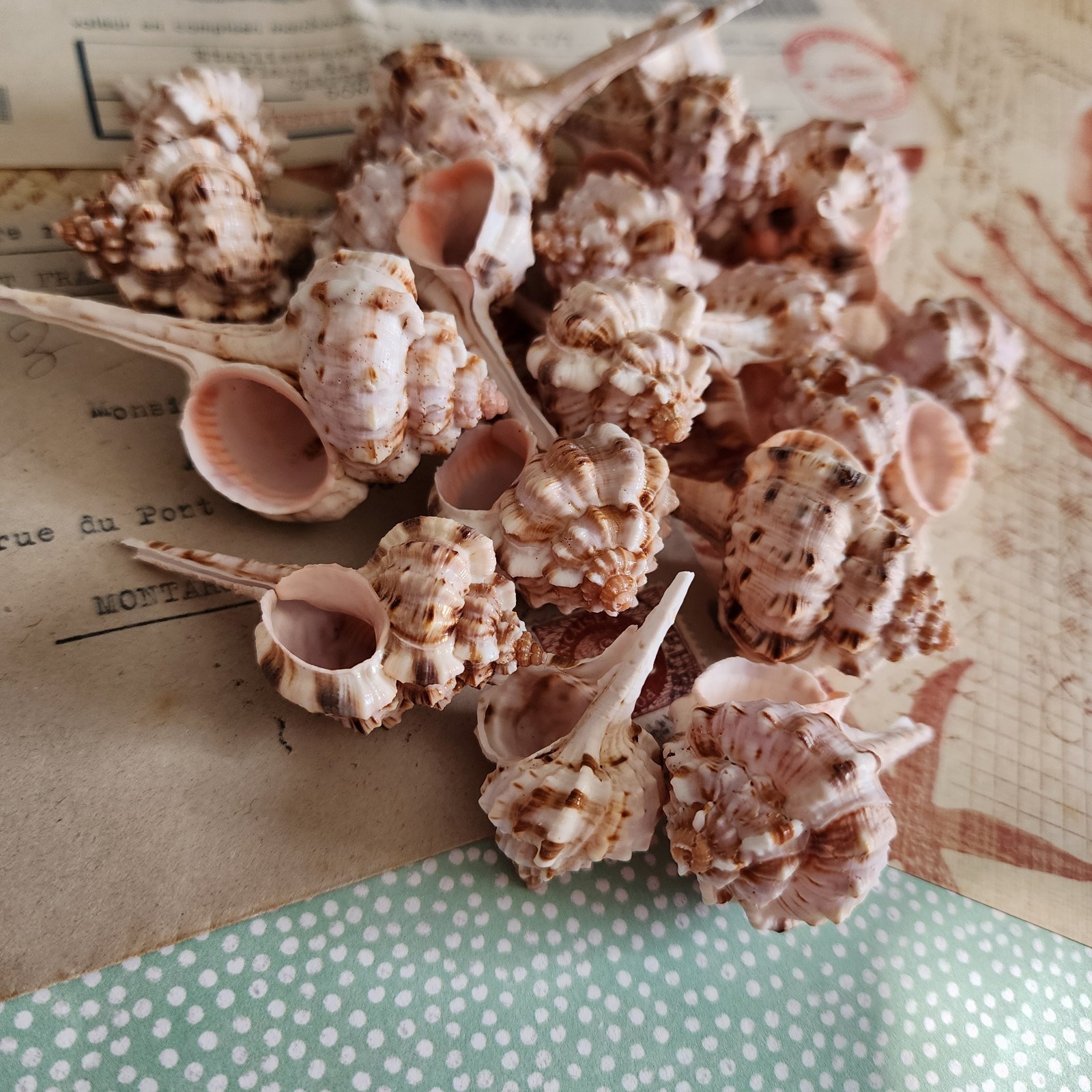 10pc Murex Haustellum Shells - Craft Shells - Bulk Shells - Wholesale Shells
