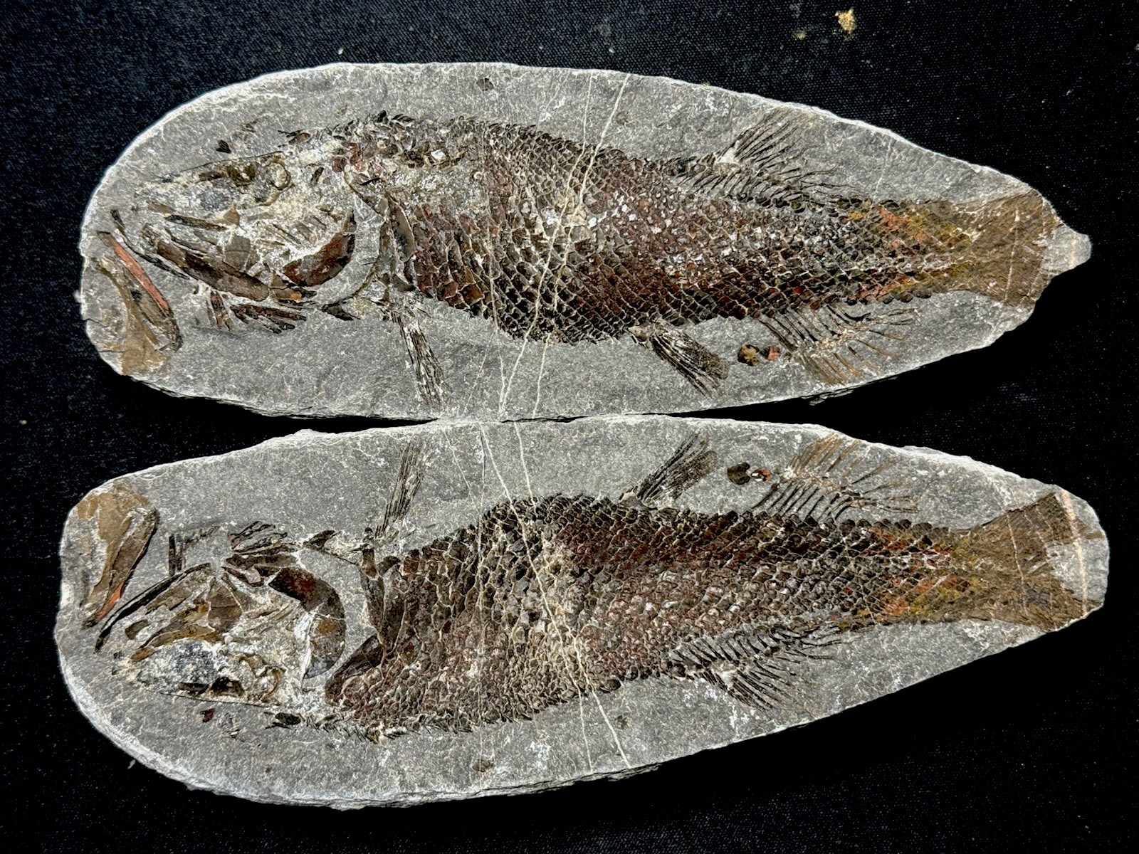 Pair of fossil fish ,perleidus, Jurong China Pair of fossil fish ,perleidus, Jurong China