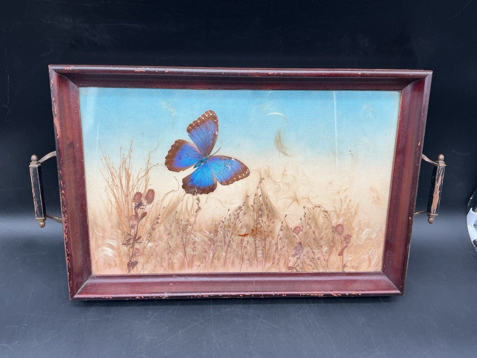 Vintage Blue Morpho Butterfly Botanical Specimen Shadow Box Tray 18x12 Vintage Blue Morpho Butterfly Botanical Specimen Shadow Box Tray 18x12