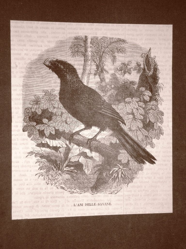 1866 Engraving Bird Savannah Years Birds and Ornithology 1866 Engraving Bird Savannah Years Birds and Ornithology
