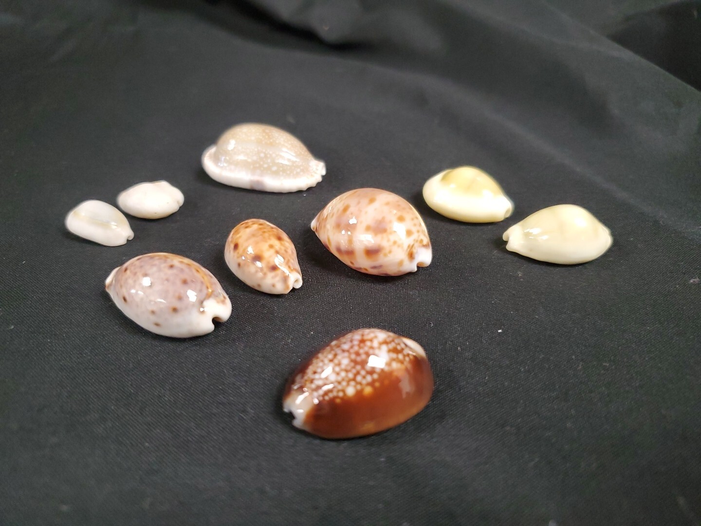 Lot Of 9 Cypraea Lyncina Lynx,Monetaria - Hawaii Thailand Philippine RARE SHELLS Lot Of 9 Cypraea Lyncina Lynx,Monetaria - Hawaii Thailand Philippine RARE SHELLS
