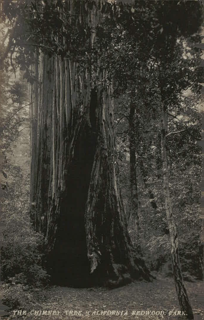 Antique Chimney Tree Giant Redwood California Redwood Park RPPC Postcard Antique Chimney Tree Giant Redwood California Redwood Park RPPC Postcard