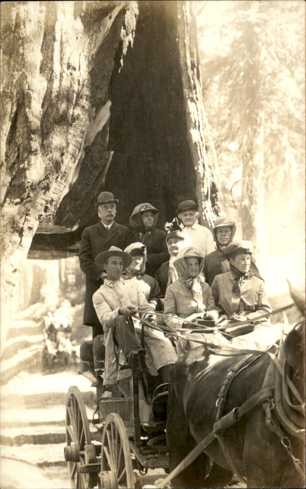 Horse-drawn Ride Thru Redwood Tree GREAT IMAGE c1910 Real Photo Postcard bhn Horse-drawn Ride Thru Redwood Tree GREAT IMAGE c1910 Real Photo Postcard bhn