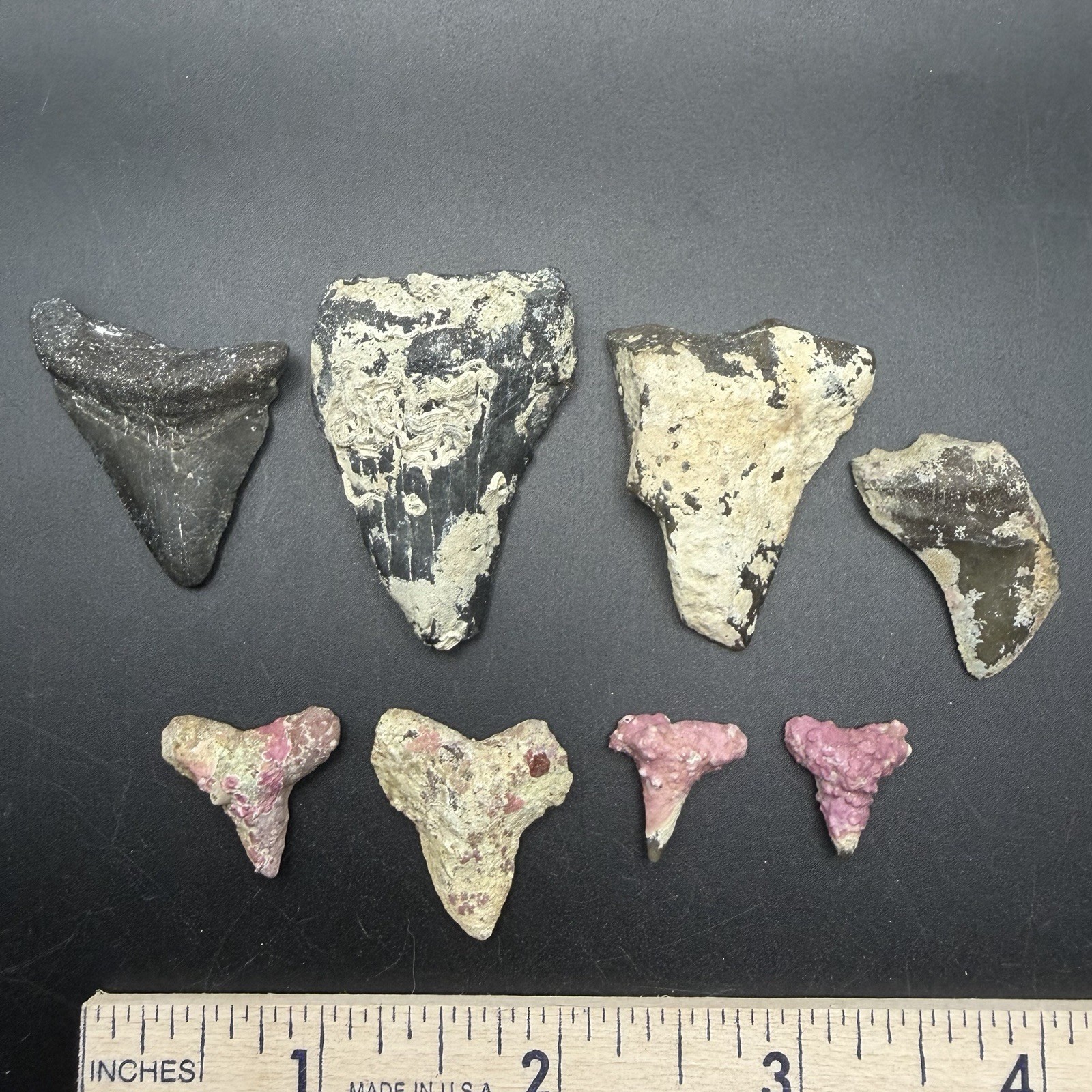 Megalodon Shark Teeth & Corral Encrusted Small Shark Teeth Venice Florida Megalodon Shark Teeth & Corral Encrusted Small Shark Teeth Venice Florida