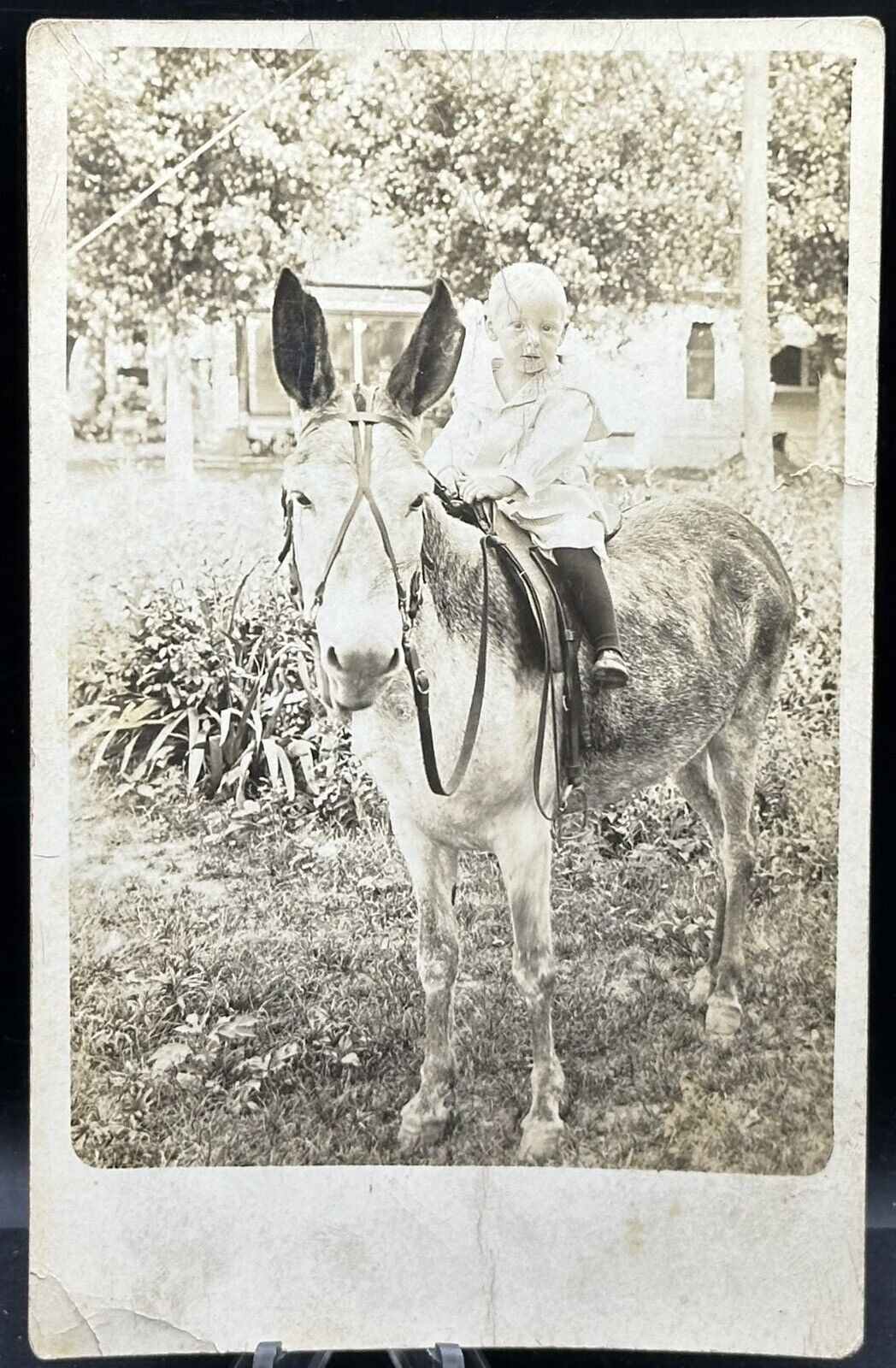 Antique Baby Riding Donkey Postcard