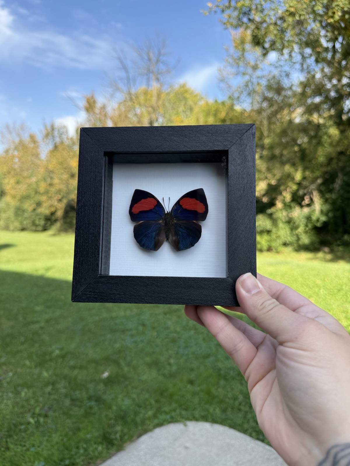 Very rare Anaea anna butterfly in a solid wood frame and UV protective glass Very rare Anaea anna butterfly in a solid wood frame and UV protective glass