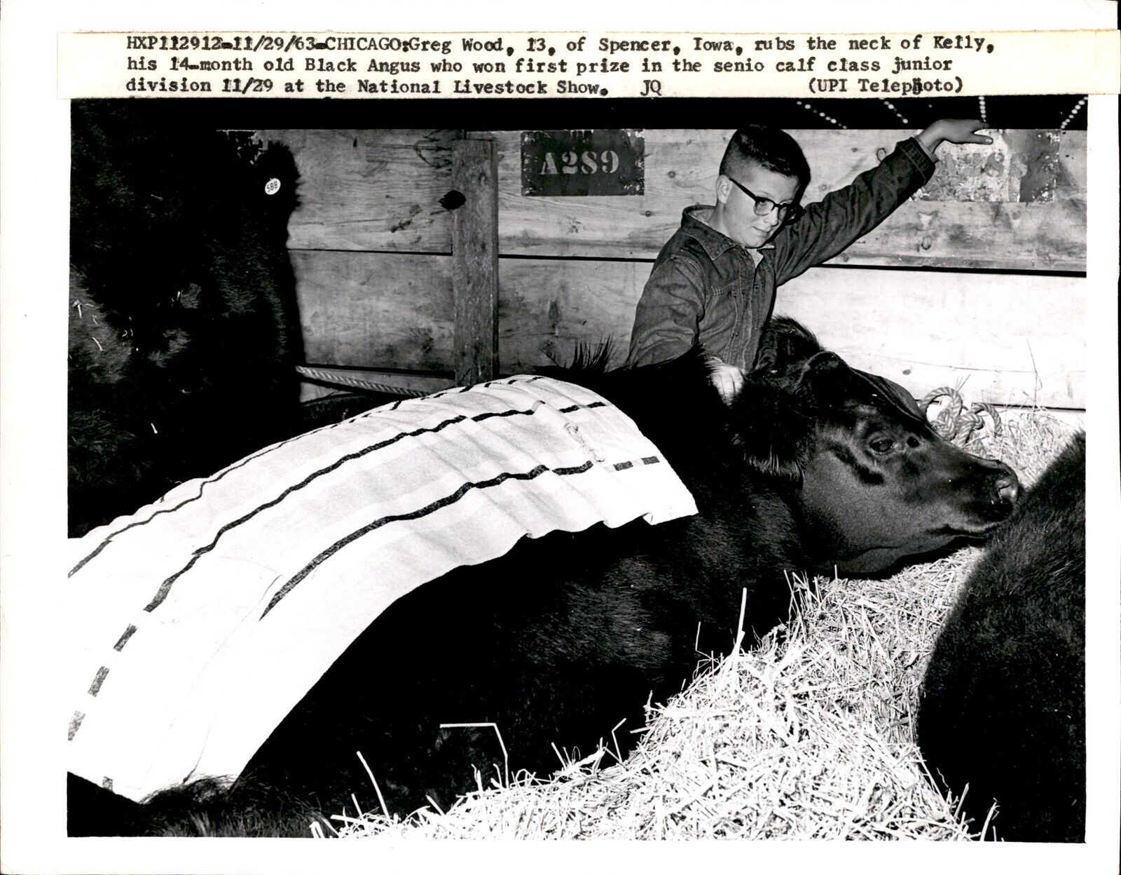 LD343 1963 Original Photo NATIONAL LIVESTOCK SHOW FIRST PRIZE BLACK ANGUS COW