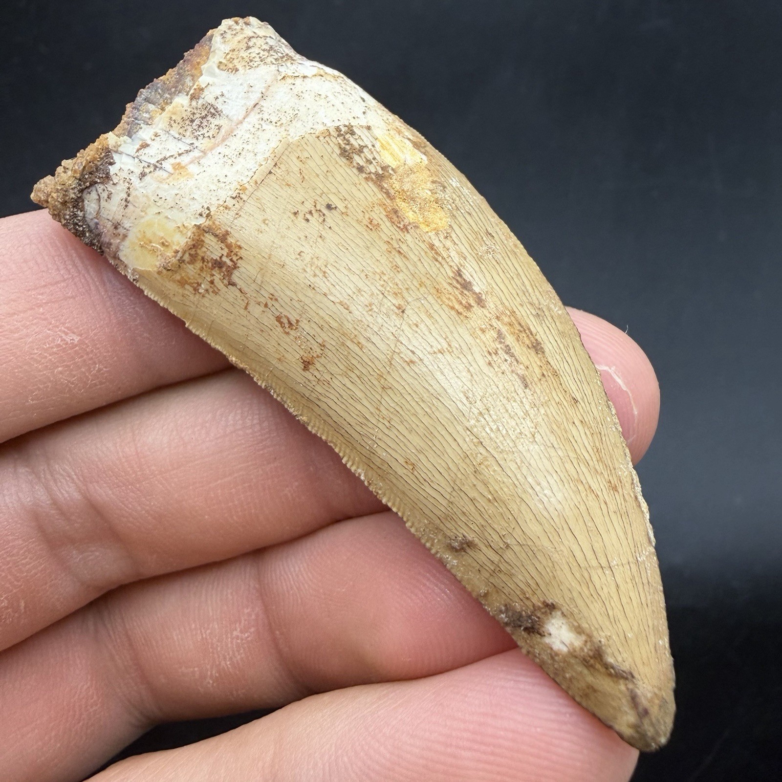 Charcharodontosaurus Fossil Dinosaur Tooth For Sale 2.44” Morocco