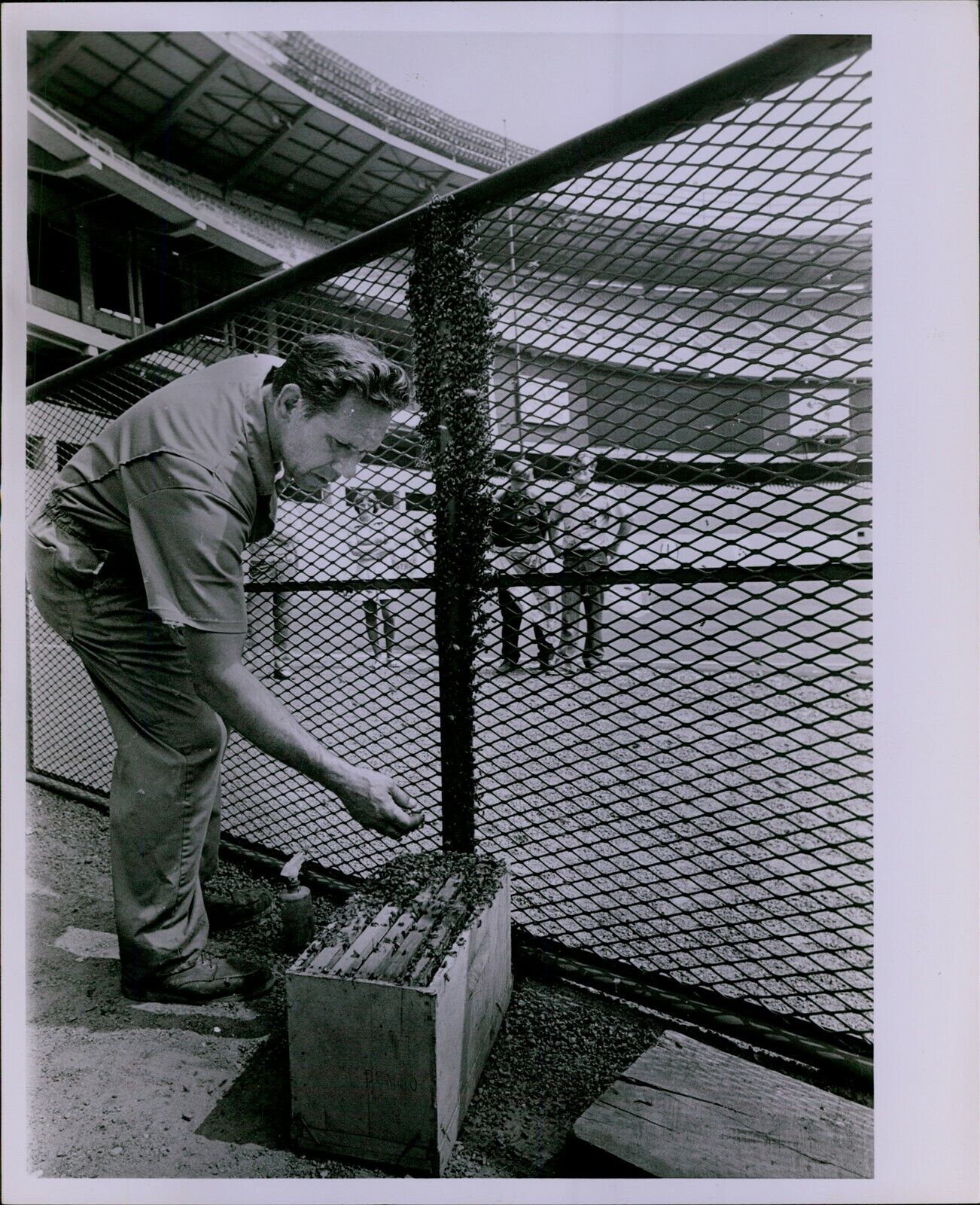LG853 1976 Original William Lewis Photo PITTSBURGH PIRATES PARK Man Removes Bees