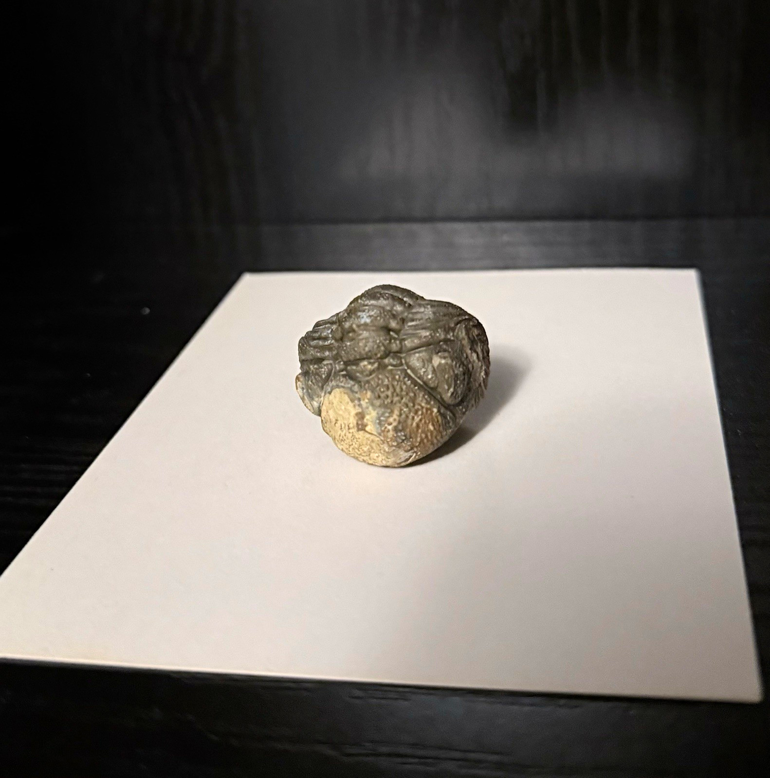 Small Trilobite Fossil Genuine Specimen 400 Million Years Excellent Condition Small Trilobite Fossil Genuine Specimen 400 Million Years Excellent Condition