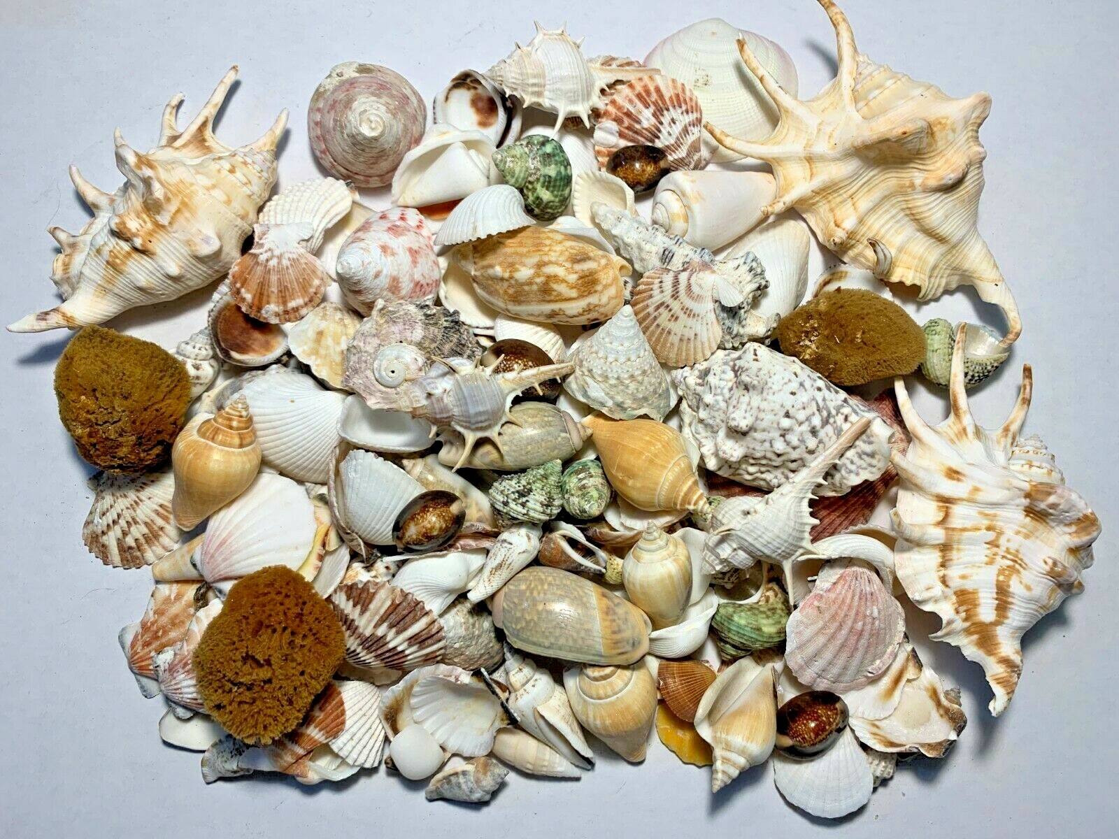 3 lbs. Large Indo Seashells Sea Shells Best Price 3 lbs. Large Indo Seashells Sea Shells Best Price