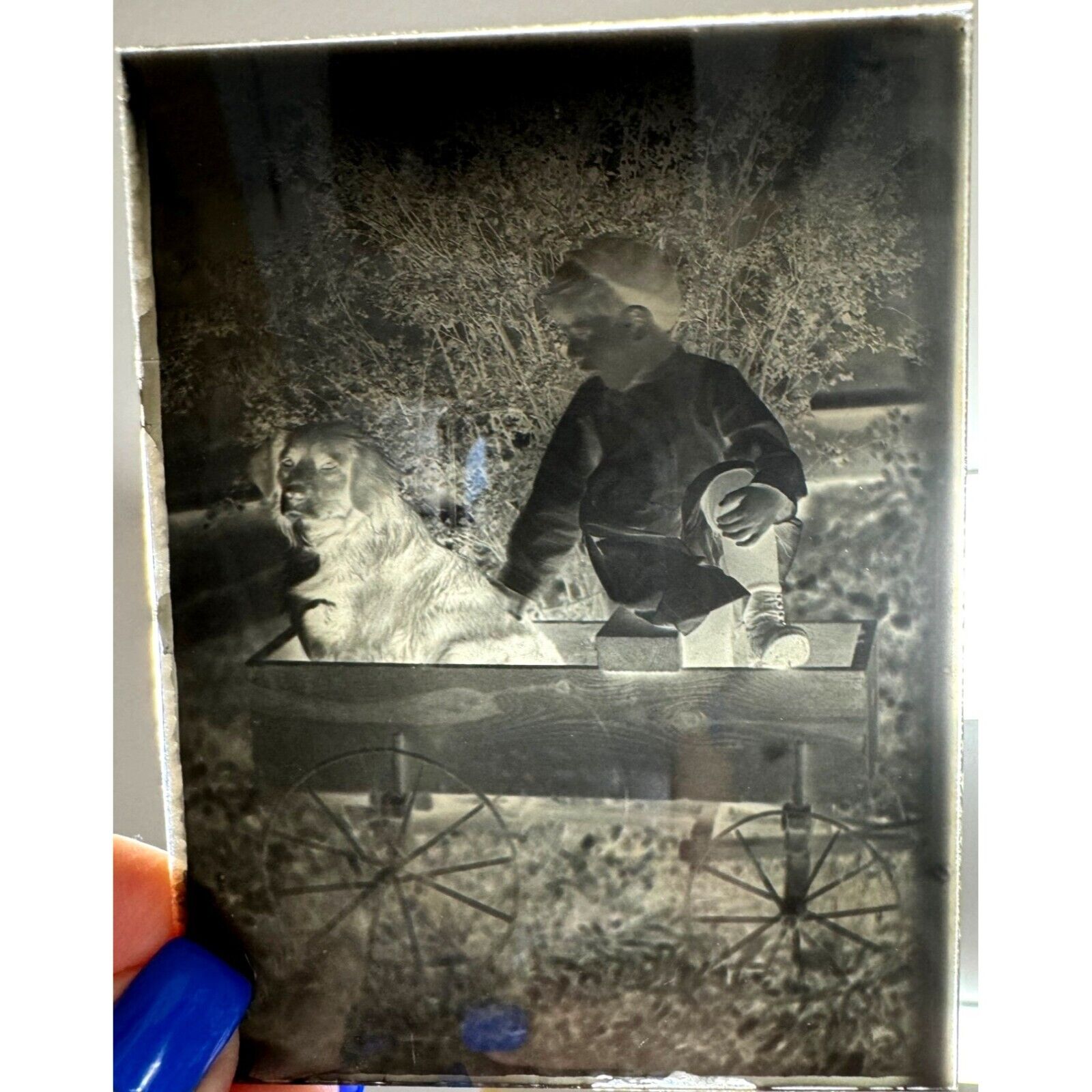 1900 ANTIQUE GLASS PLATE PHOTO NEGATIVE in Sleeve Child and DOG FARM WOOD WAGON
