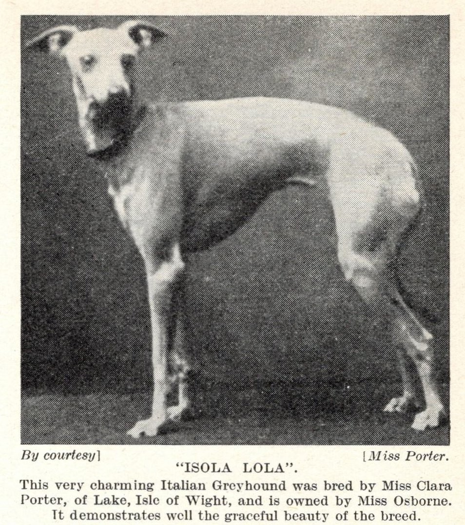 Italian Greyhound Italian Greyhound