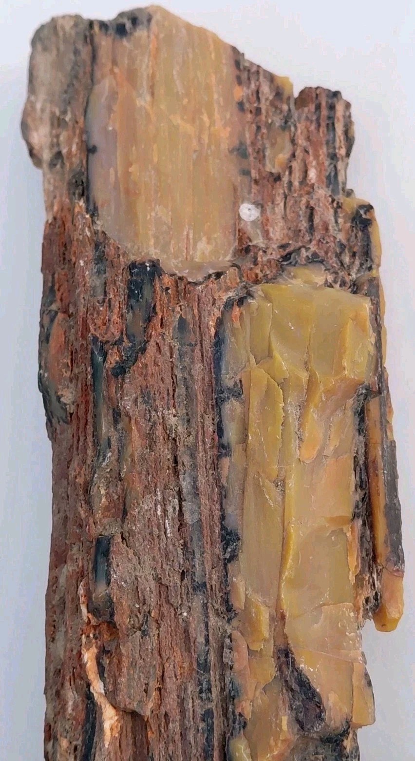 Petrified Wood Arizona Rainbow Full Round Limb Orange Red Yellow Grain + Bark