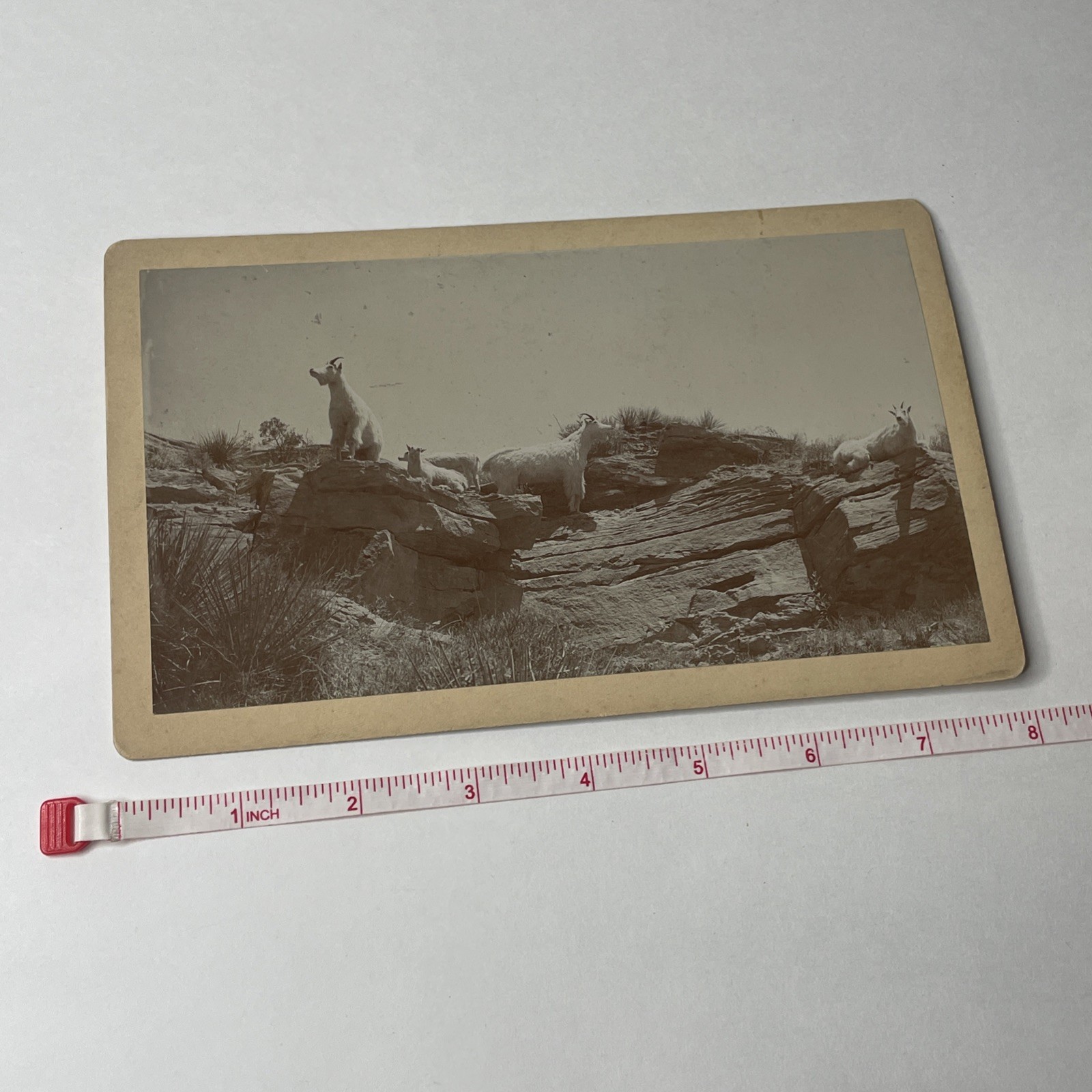 1880s WH Jackson Cabinet Card Rocky Mountain Goats Photo Denver CO Vintage 1880s WH Jackson Cabinet Card Rocky Mountain Goats Photo Denver CO Vintage