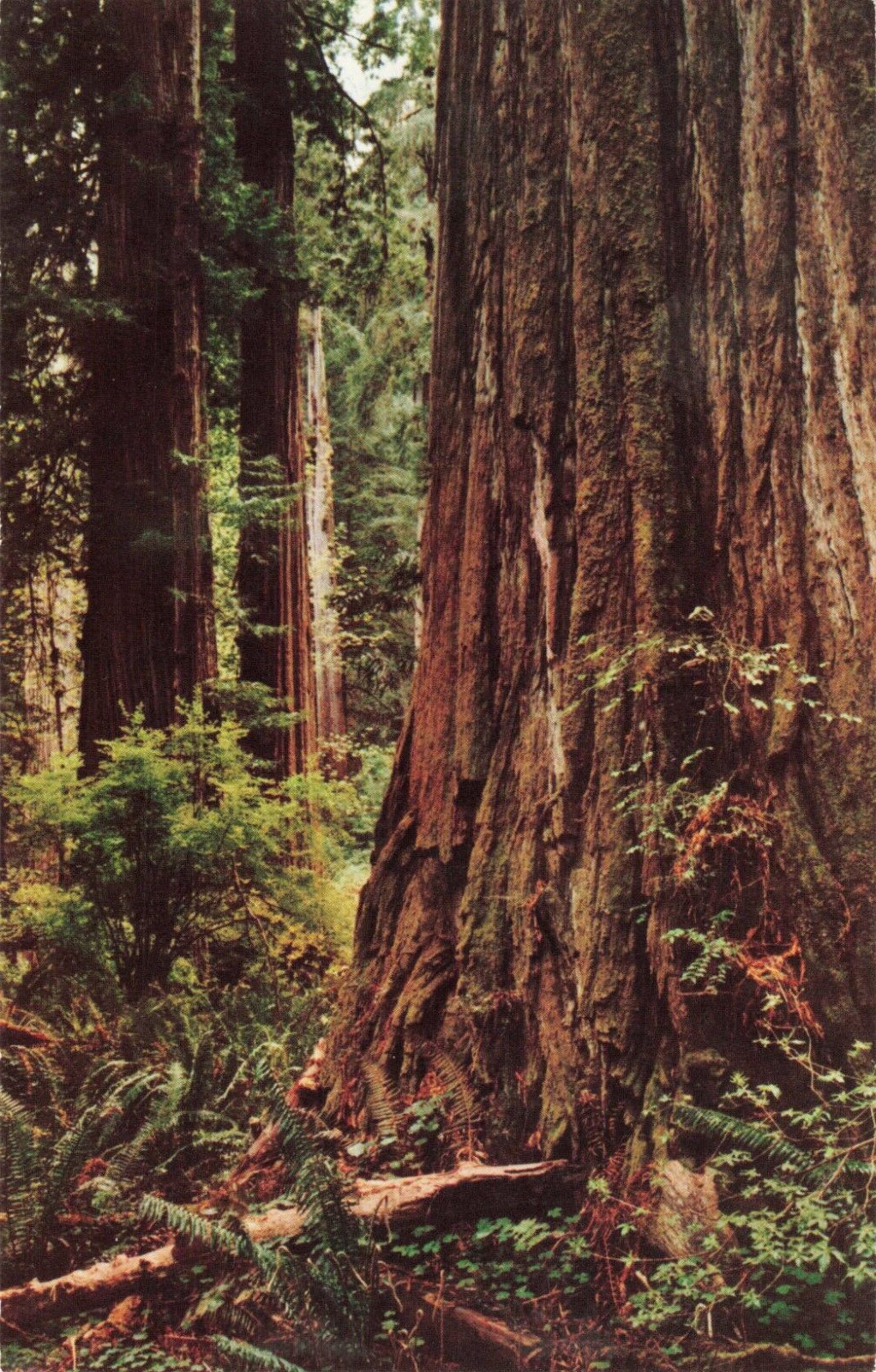 California Coast Redwoods, Forest Giants, Save-the-Redwoods League, Vtg Postcard