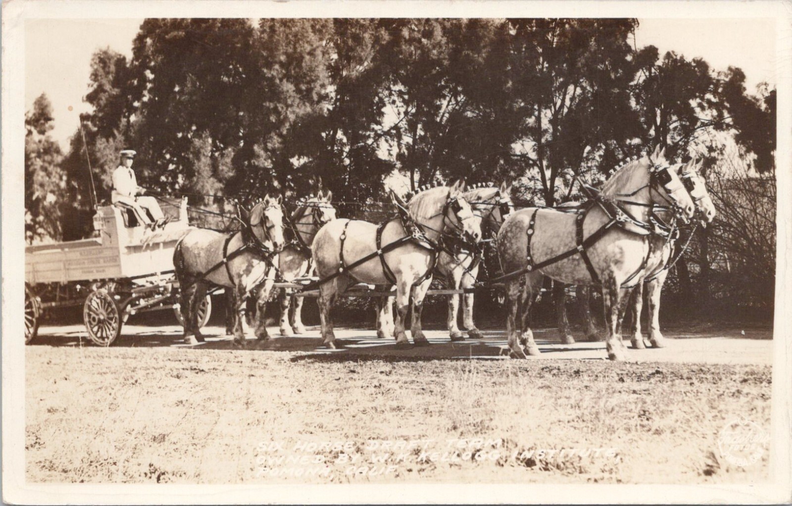 RPPC Pomona California Kellogg Institute 6-Horse Draft Team Wagon 1930s era RPPC Pomona California Kellogg Institute 6-Horse Draft Team Wagon 1930s era