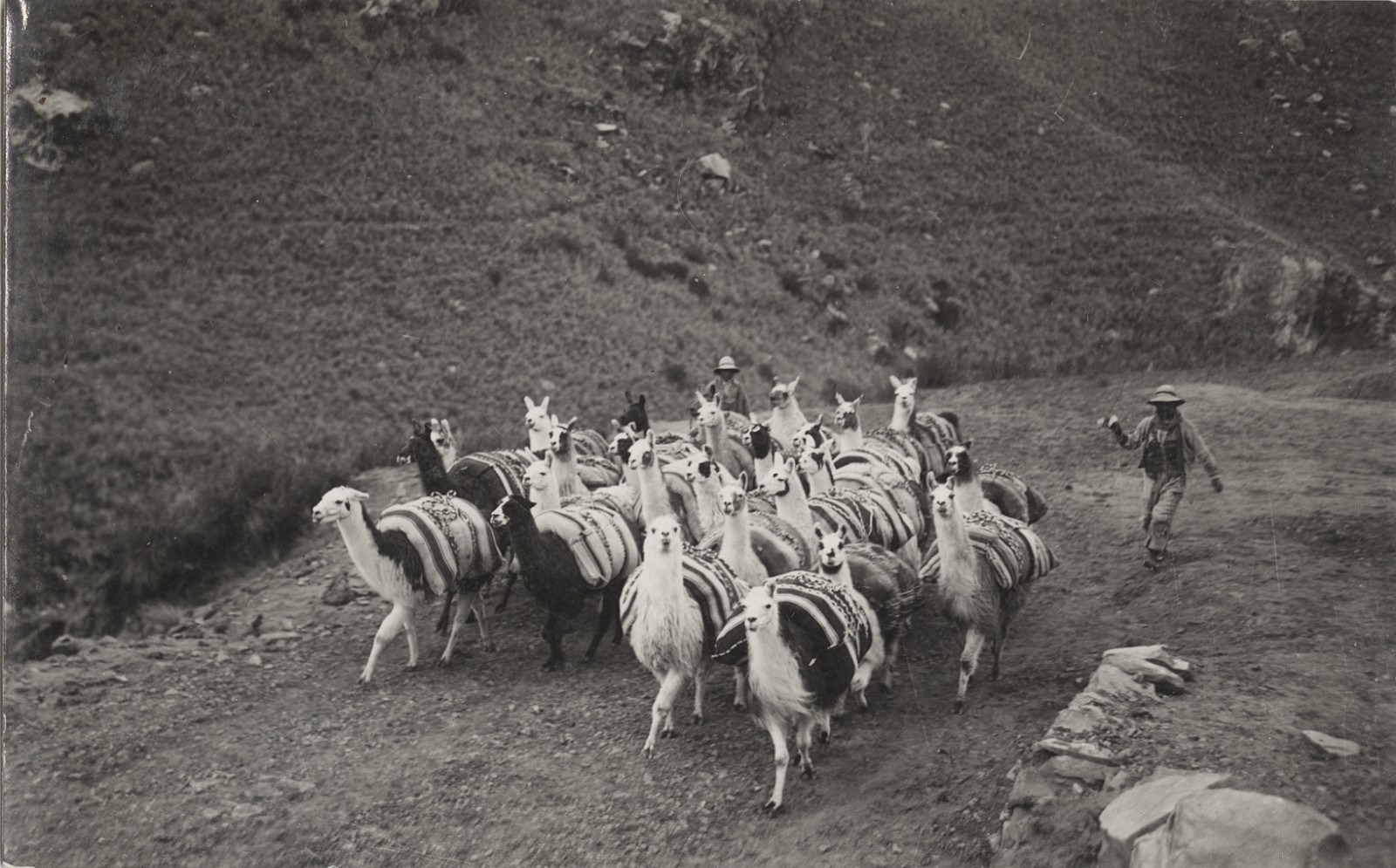 c. 1940's Llamas Being Herded, Andes, Peru RPPC by Martin Chambi Jiménez c. 1940's Llamas Being Herded, Andes, Peru RPPC by Martin Chambi Jiménez