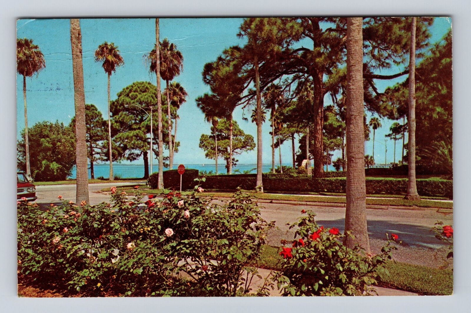 Dunedin FL-Florida, Roses, Antique, Vintage c1970 Souvenir Postcard