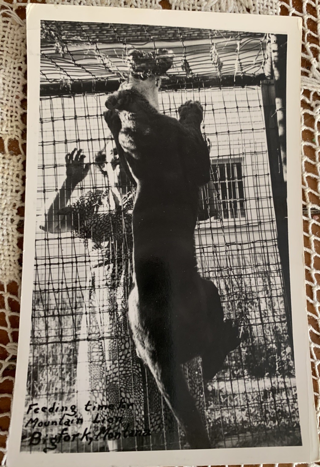 RPPC Photo Postcard Woman Feeding Caged Mountain Lion Bigfork Montana RPPC Photo Postcard Woman Feeding Caged Mountain Lion Bigfork Montana