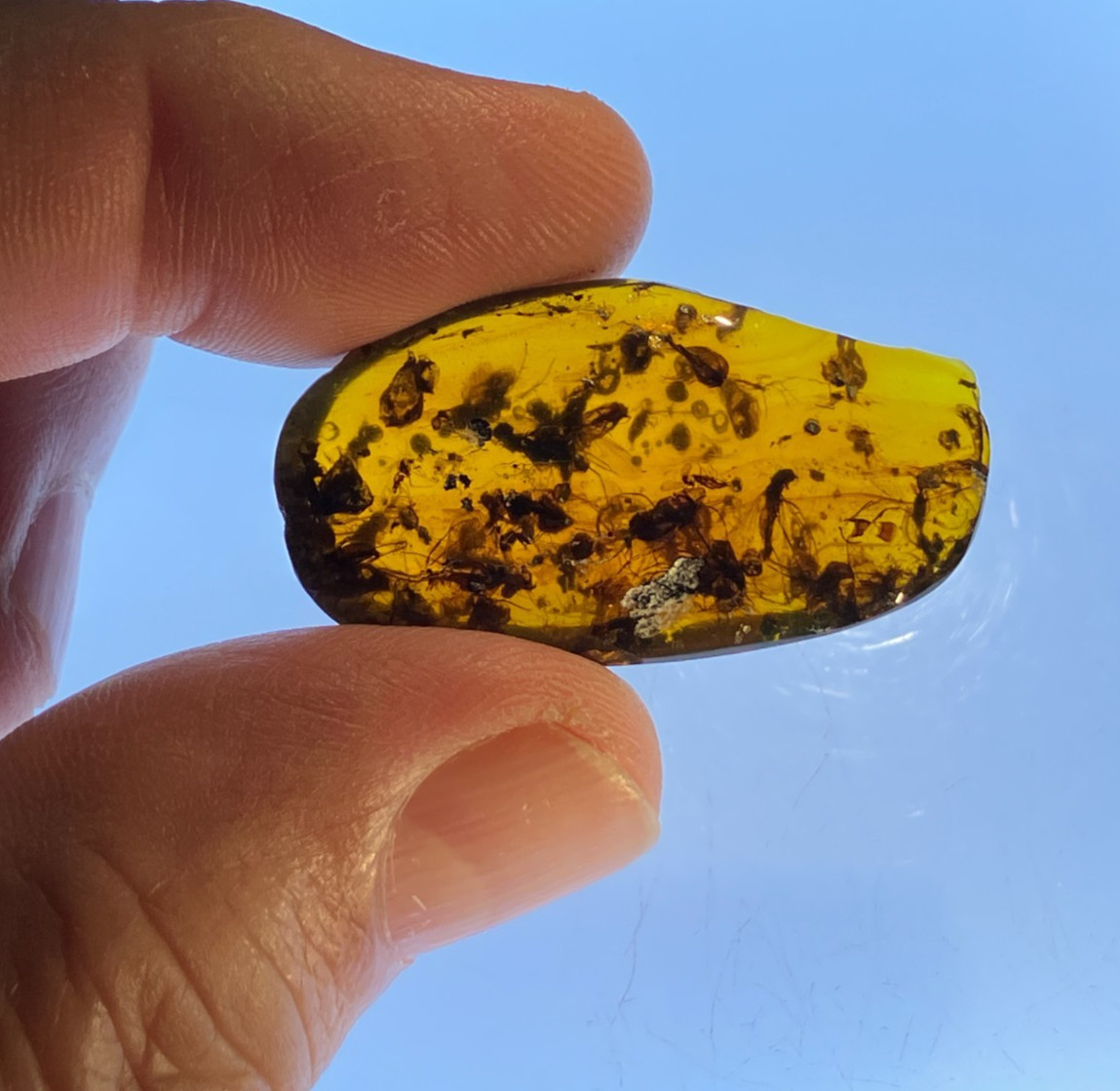 A101 BU7121 Fly swarm beetles trichoptera psychodids Burmese Amber Burmite 99mya